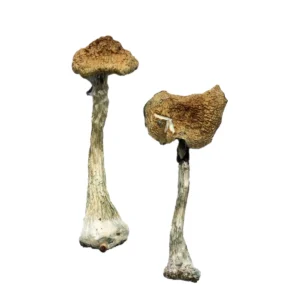 Buy Magic Mushrooms Near Me, shrooms Drogheda, buy magic mushrooms Carlow,psilocybin mushrooms Portlaoise, where to find shrooms Portlaoise, Mushrooms