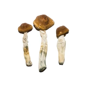 Buy Magic Mushrooms Dublin, buy magic mushrooms Galway, where to buy shrooms Galway, where to buy shrooms Cork, psychedelic shop Dublin, Mushrooms Dublin