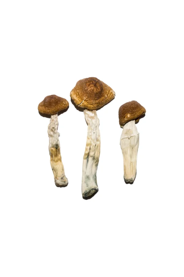 Buy Magic Mushrooms Dublin, buy magic mushrooms Galway, where to buy shrooms Galway, where to buy shrooms Cork, psychedelic shop Dublin, Mushrooms Dublin
