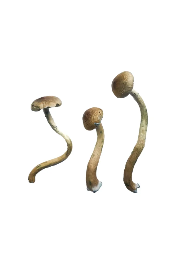 Golden Teacher Magic Mushrooms - Image 2