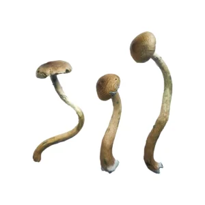 Buy Golden Teacher Online, buy golden teacher grow kit uk,buy golden teacher mushrooms, buy golden teacher grow kit, best place to buy golden teacher spores