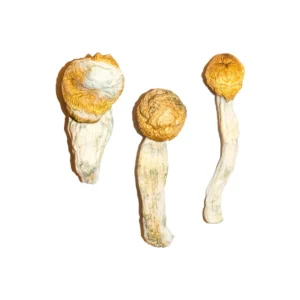 buy penis envy mushrooms Sheffield, Buy Magic Mushrooms Online UK, buy penis envy mushrooms Liverpool, penis envy spores Bristol, Buy Penis Envy near me