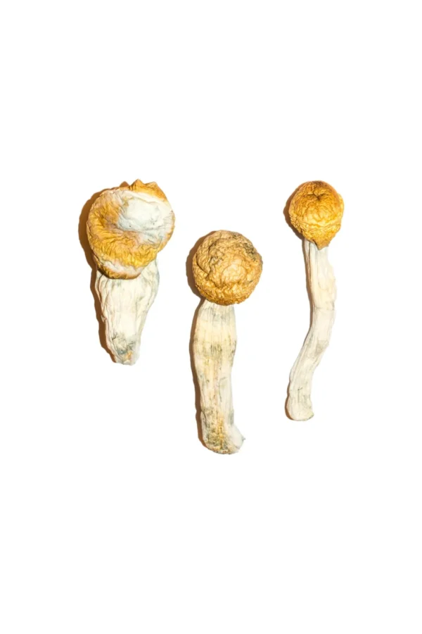 buy penis envy mushrooms Sheffield, Buy Magic Mushrooms Online UK, buy penis envy mushrooms Liverpool, penis envy spores Bristol, Buy Penis Envy near me